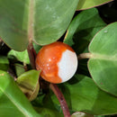 Carnelian Sphere