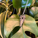 Nile Crocodile Skull Necklace