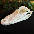 Alligator Skull