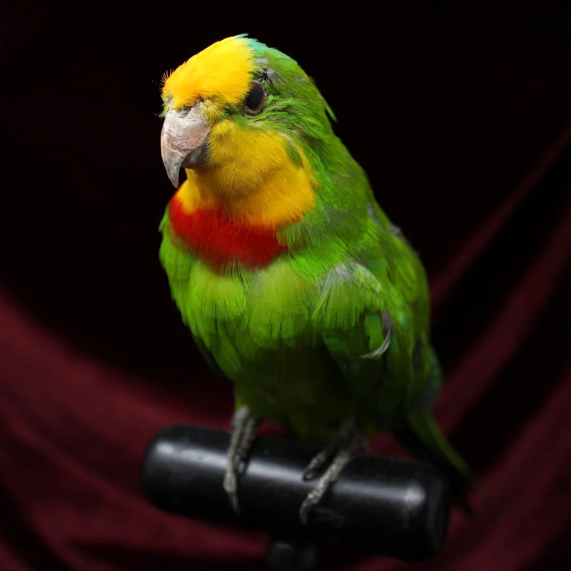 Superb Parrot Taxidermy Mount