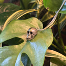 Chimpanzee Skull Necklace