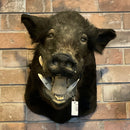 Wild Boar Taxidermy Mount