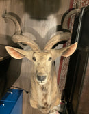 Greater Kudu Taxidermy Mount