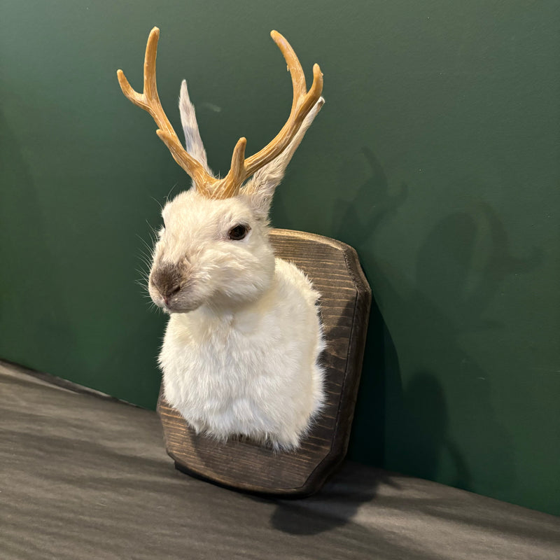 Small Taxidermy Jackalope