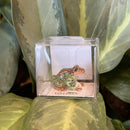 Mini Ceramic Leopard Frog Figurine