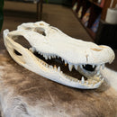 Alligator Skull