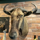 Blue Wildebeest Taxidermy Mount