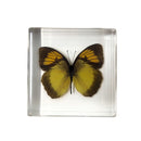 Yellow Orange Tip Butterfly Paperweight