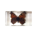 Medium Peacock Butterfly Paperweight