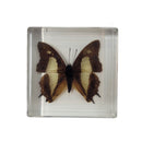 Common Nawab Butterfly Paperweight