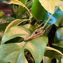 Nile Crocodile Skull Necklace