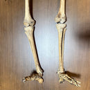Full Human Skeleton