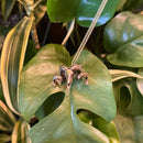 Merino Ram Necklace