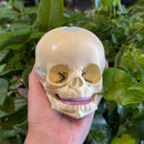 Human Fetal Skull Model