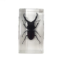 Medium Stag Beetle Paperweight