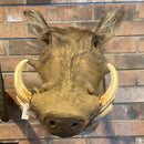 Warthog Taxidermy Mount