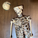 Full Human Skeleton