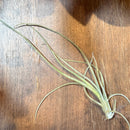 Tillandsia
