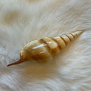 Polished Tibia Curta Shell
