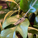 Nile Crocodile Skull Necklace