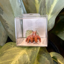 Mini Ceramic Hermit Crab Figurine