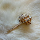 Murex Haustellum shell
