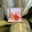 Mini Ceramic Goldfish Figurine