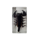 Medium Black Scorpion Paperweight