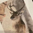 Mule Deer Buck Taxidermy Mount