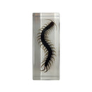 Large Centipede Paperweight