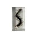 Small Centipede Paperweight