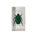 Medium Green Chafer Beetle Paperweight