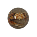 Fiddler Crab Dome Paperweight
