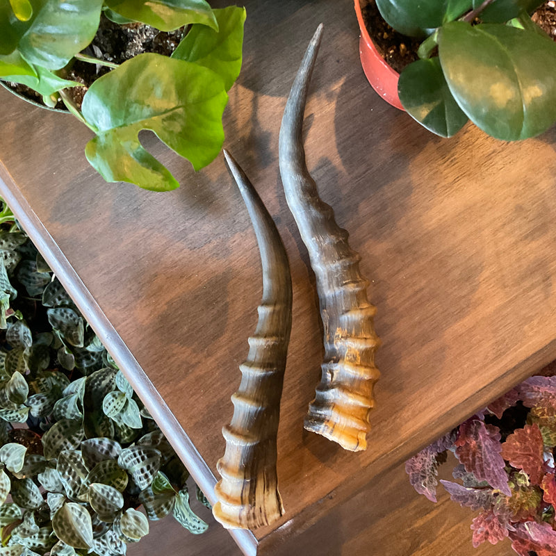 Male Blesbok Horn