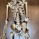 Full Human Skeleton