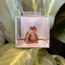 Mini Ceramic American Toad Figurine