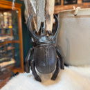 Cast Iron Beetle