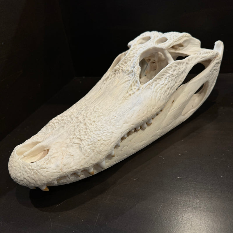 Alligator Skull