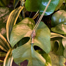 Morel Mushroom Necklace