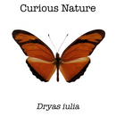 Dryas iulia