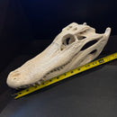 Alligator Skull