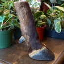 Taxidermy Cape Buffalo Foot