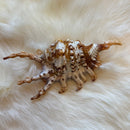 Lambis Scorpius Shell