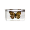 Spotted Leopard Butterfly Paperweight