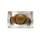 Small Invertebrate Paperweight
