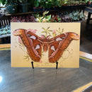 Paper Atlas Moth