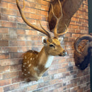 Axis Deer Taxidermy Mount