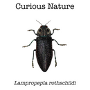 Lampropepla rothschildi