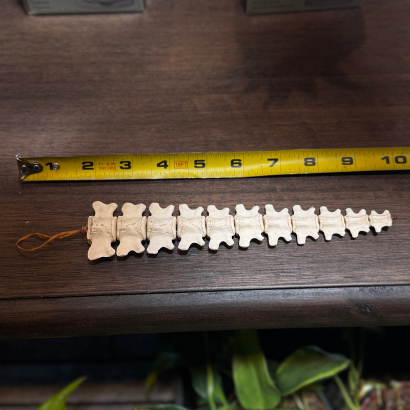 Beaver Tail Articulated