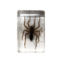 Small Invertebrate Paperweight